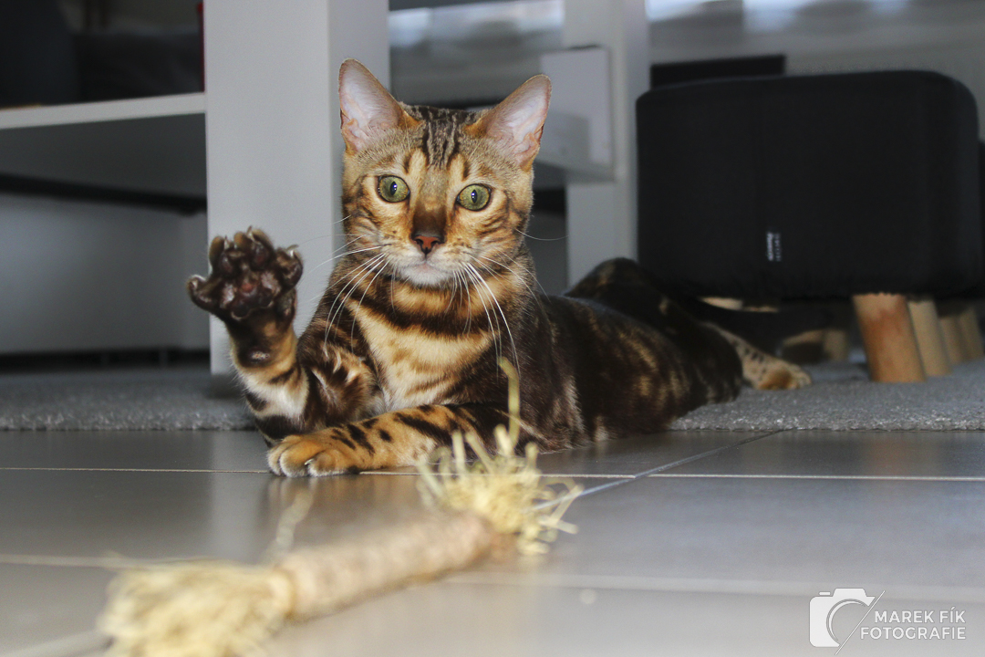 bengálský kocour
