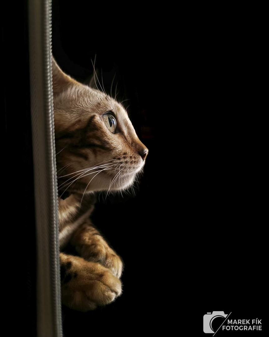 Portrét bengálského kocoura z profilu v interiéru - Marek Fík Fotografie