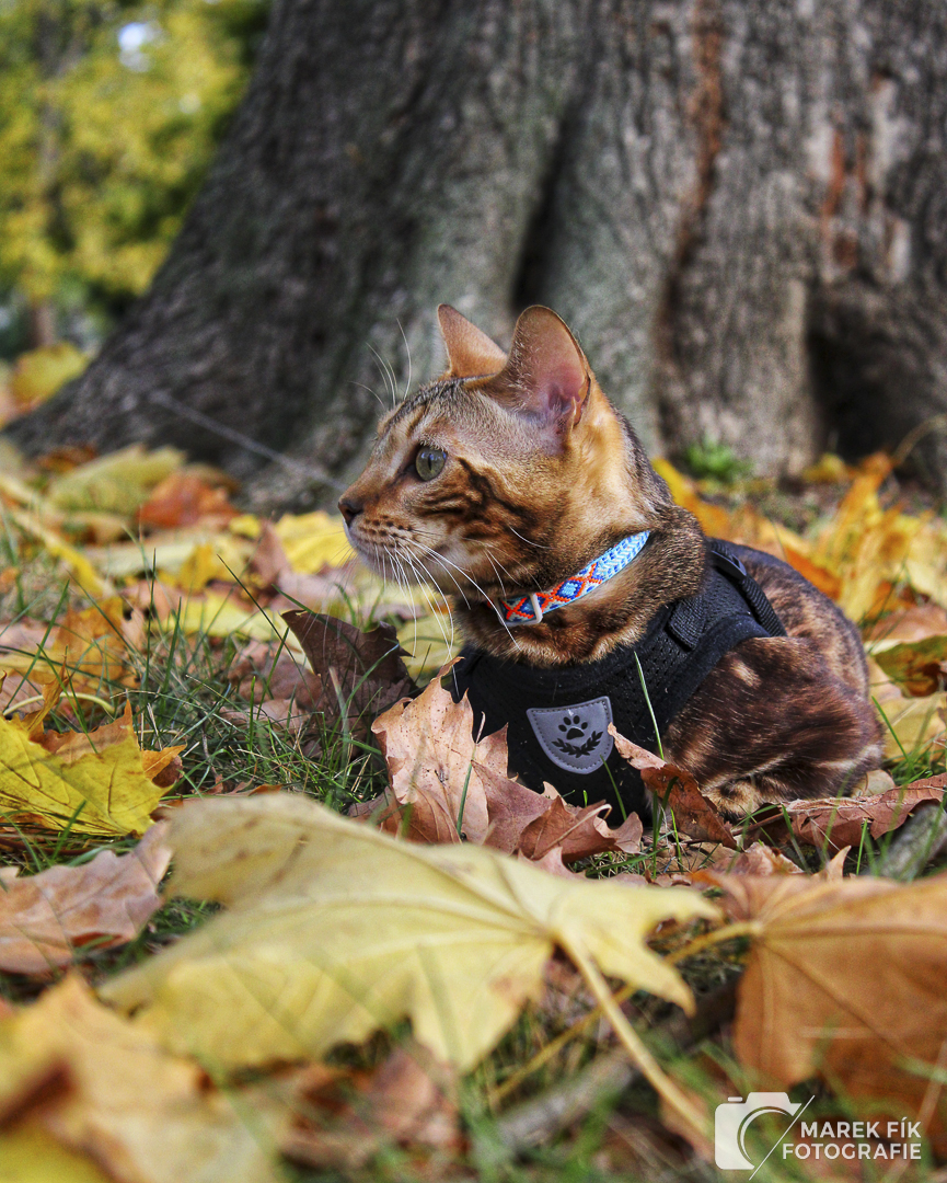 bengálský kocour