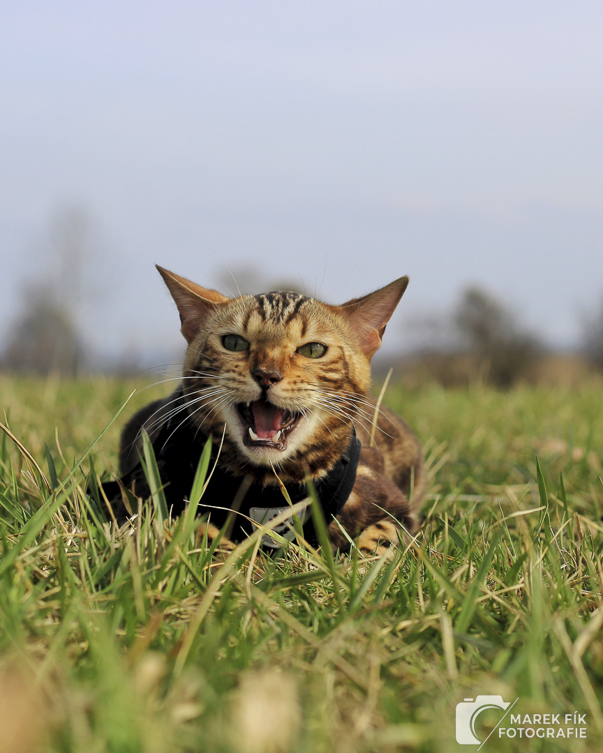 bengálský kocour