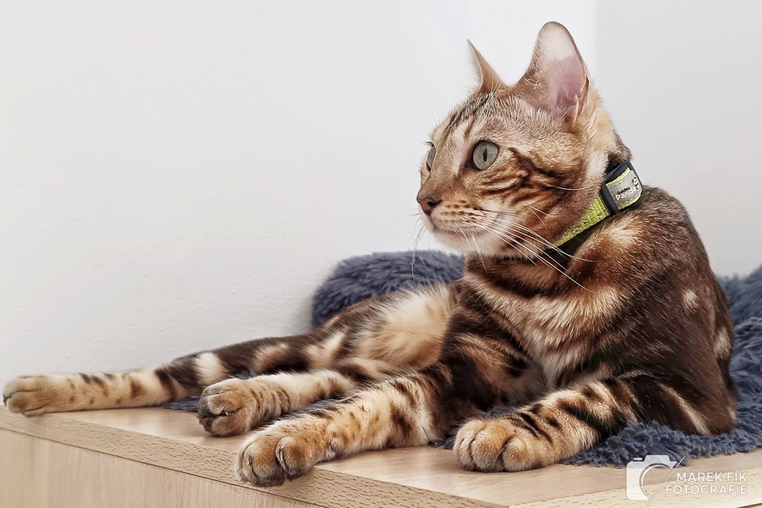 bengálský kocour