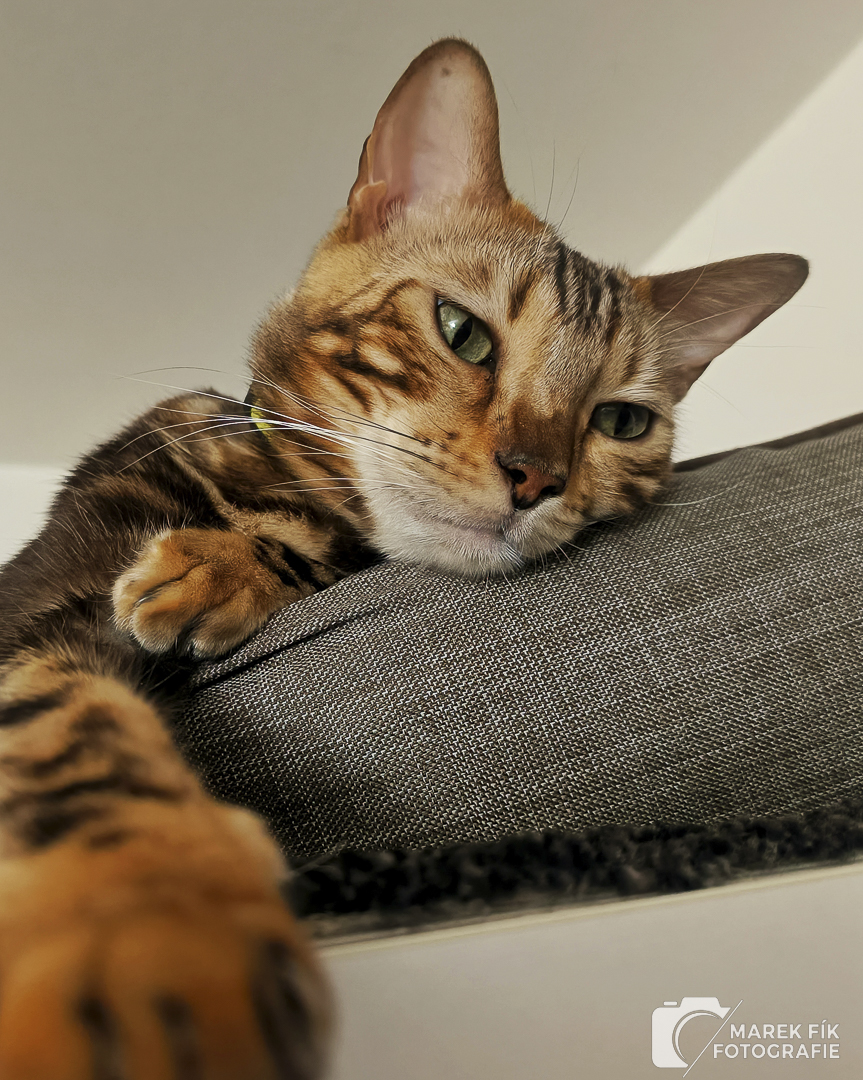bengálský kocour