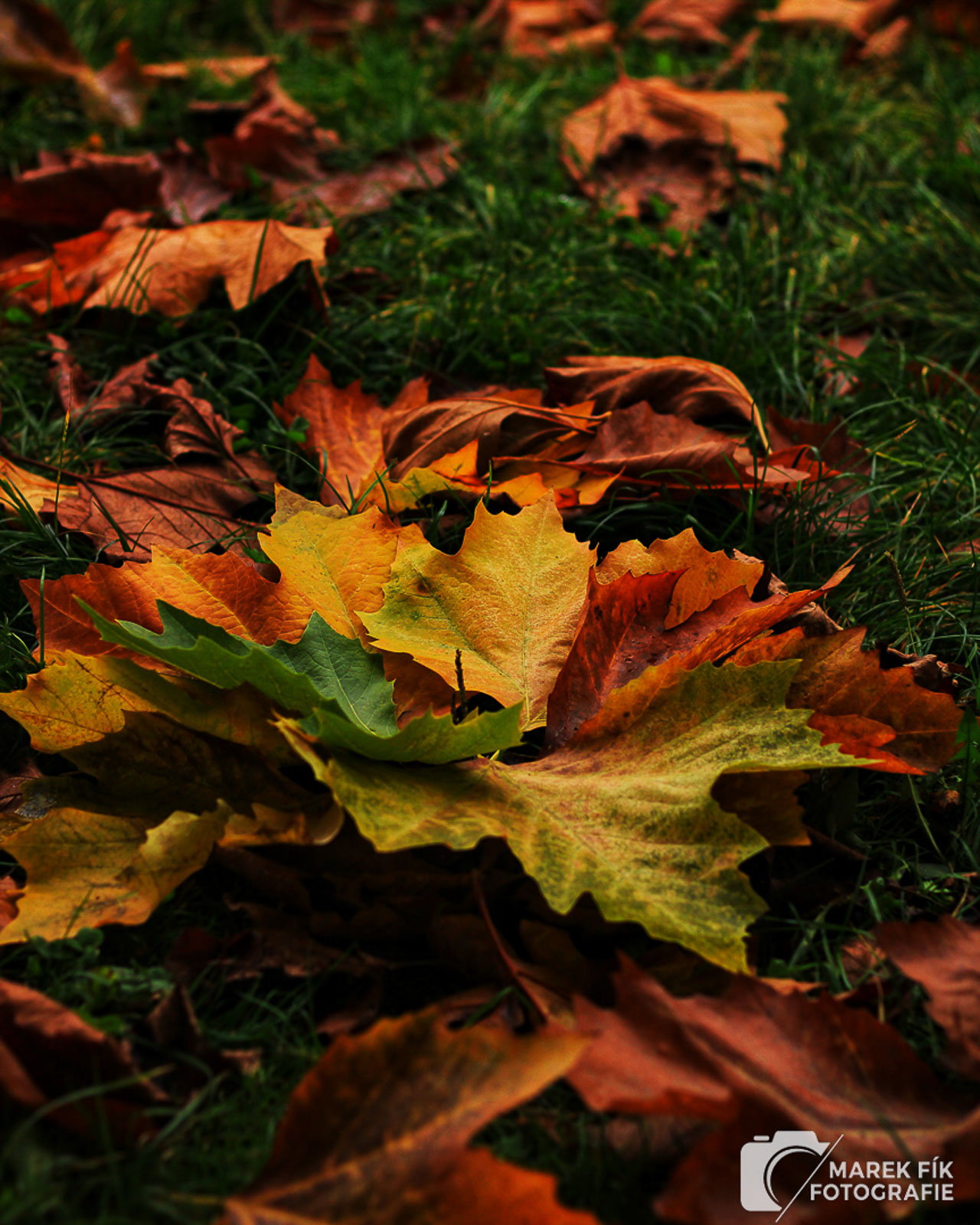 Podzimní fotografie