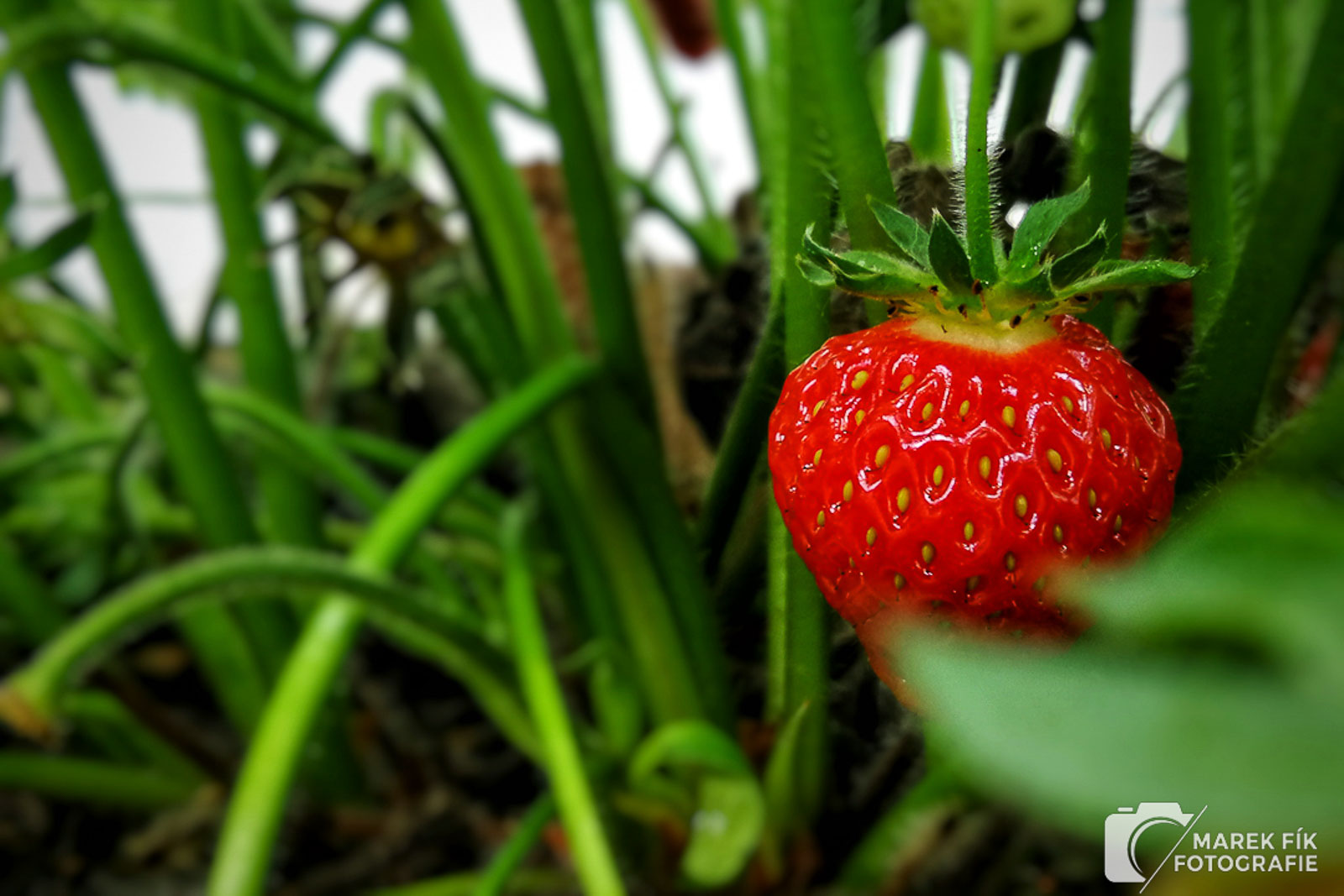 Detailní zachycení Jahody - Marek Fík