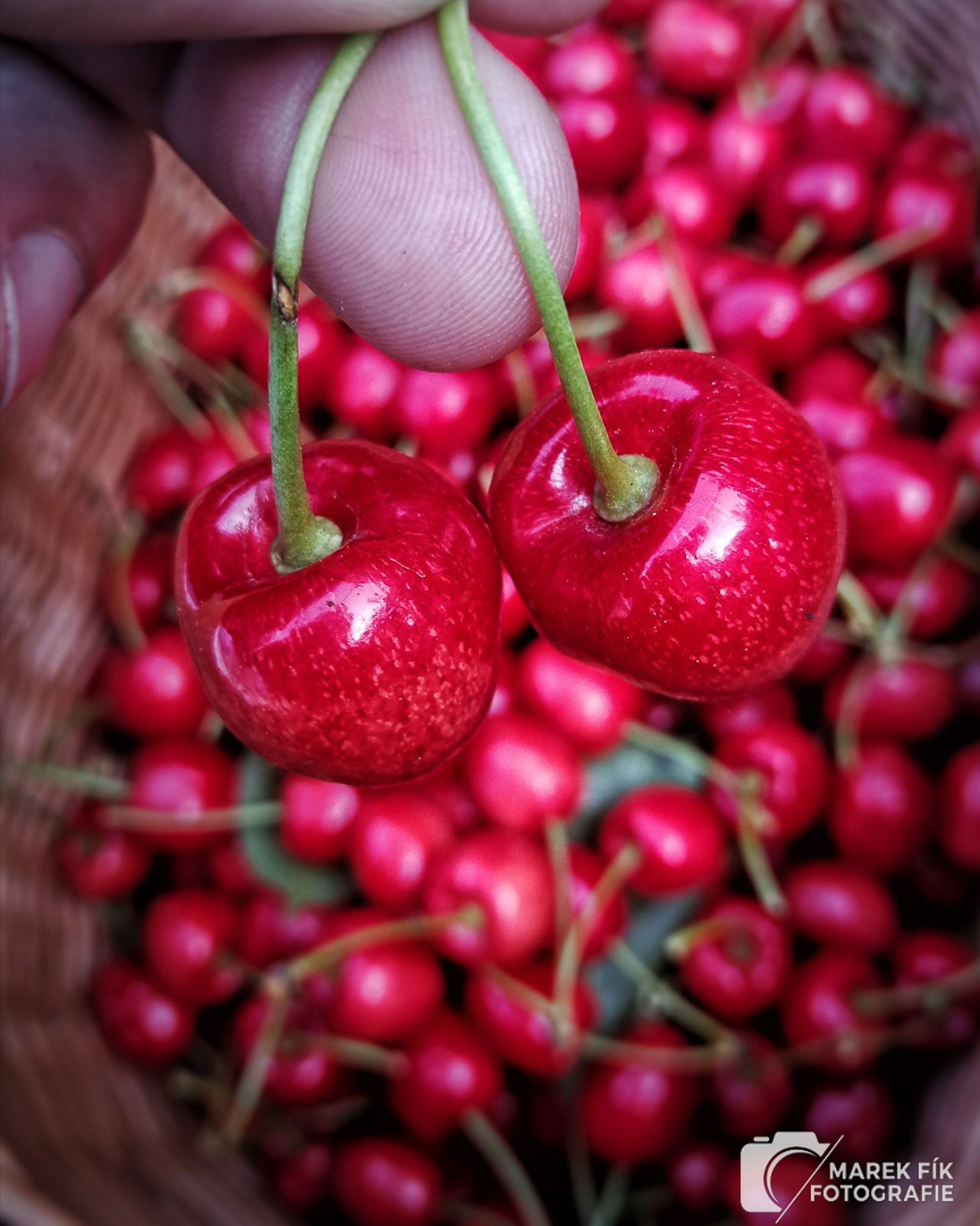 Plný koš třešní - Marek Fík
