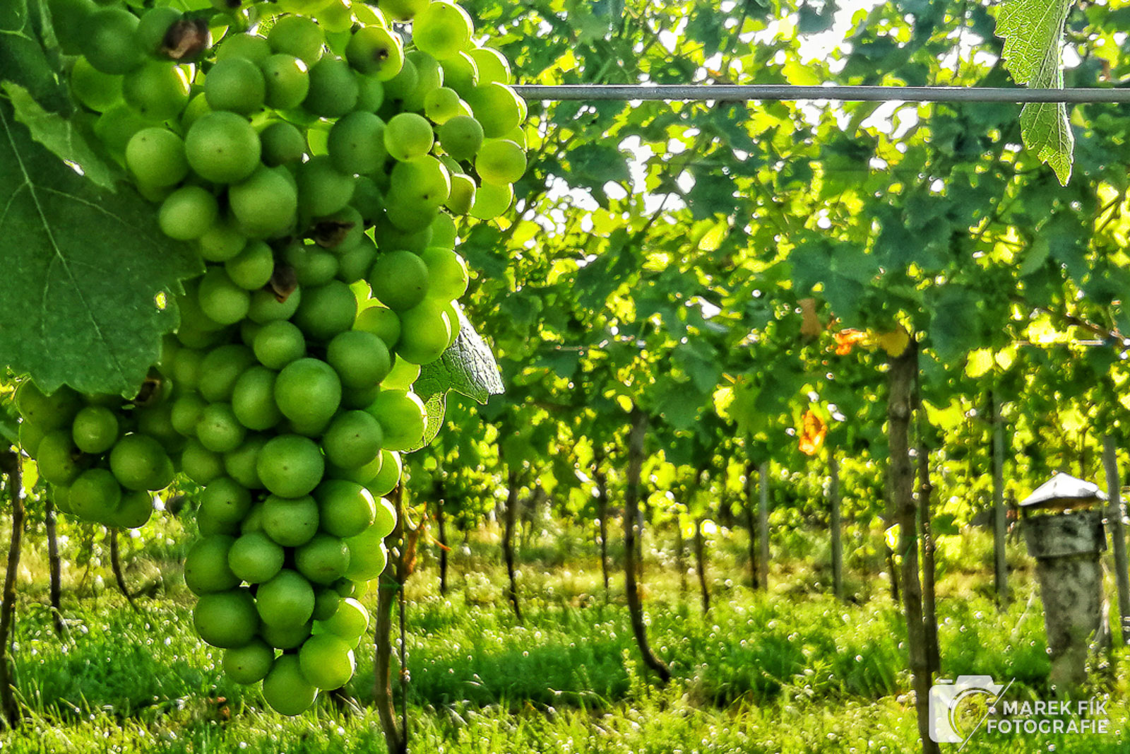 Autorská fotografie na vinici - hrozny