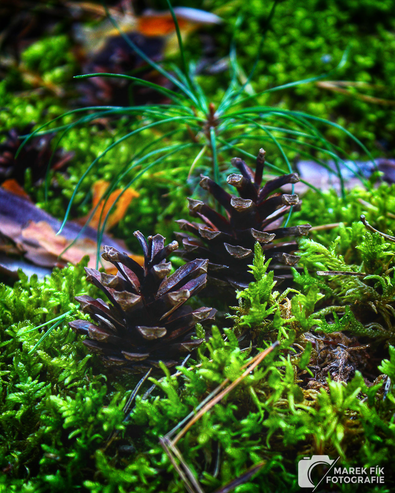 Šišky v lese - Kouzlo přírody