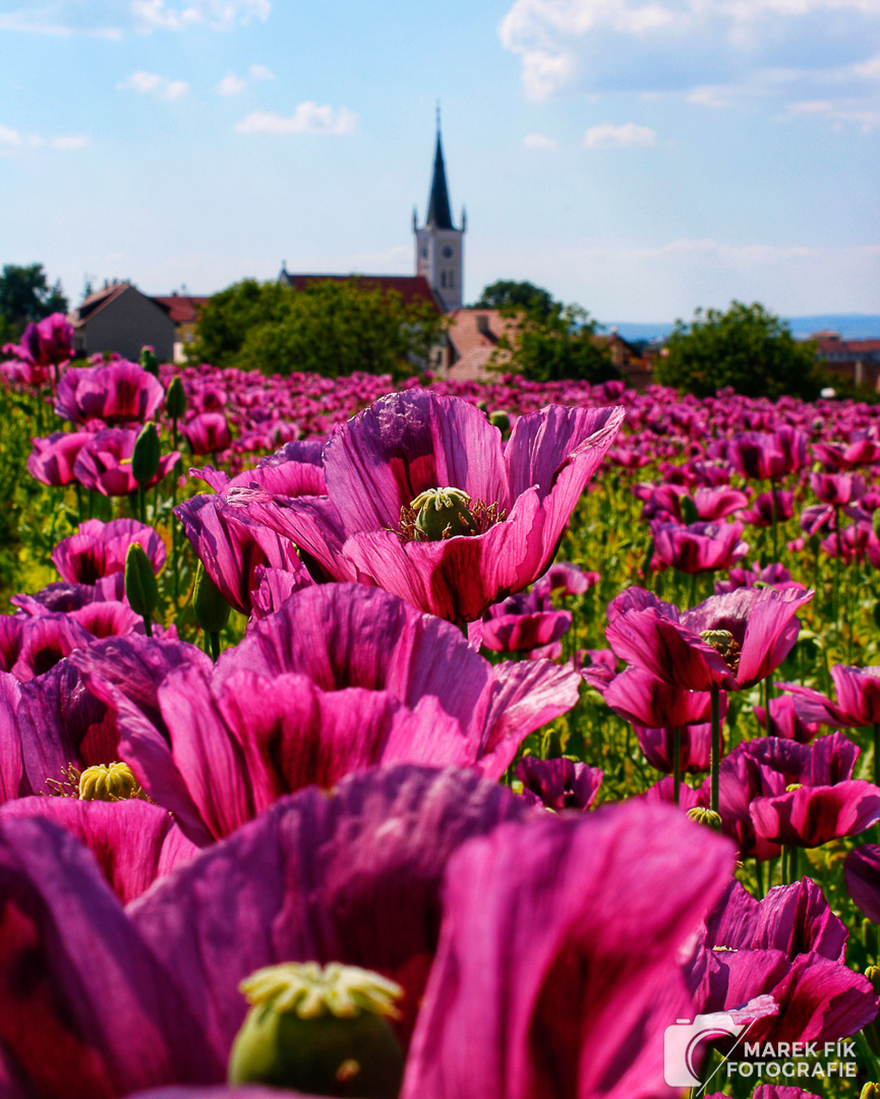 Makové pole u Ostrožské Lhoty - Marek Fík Fotografie
