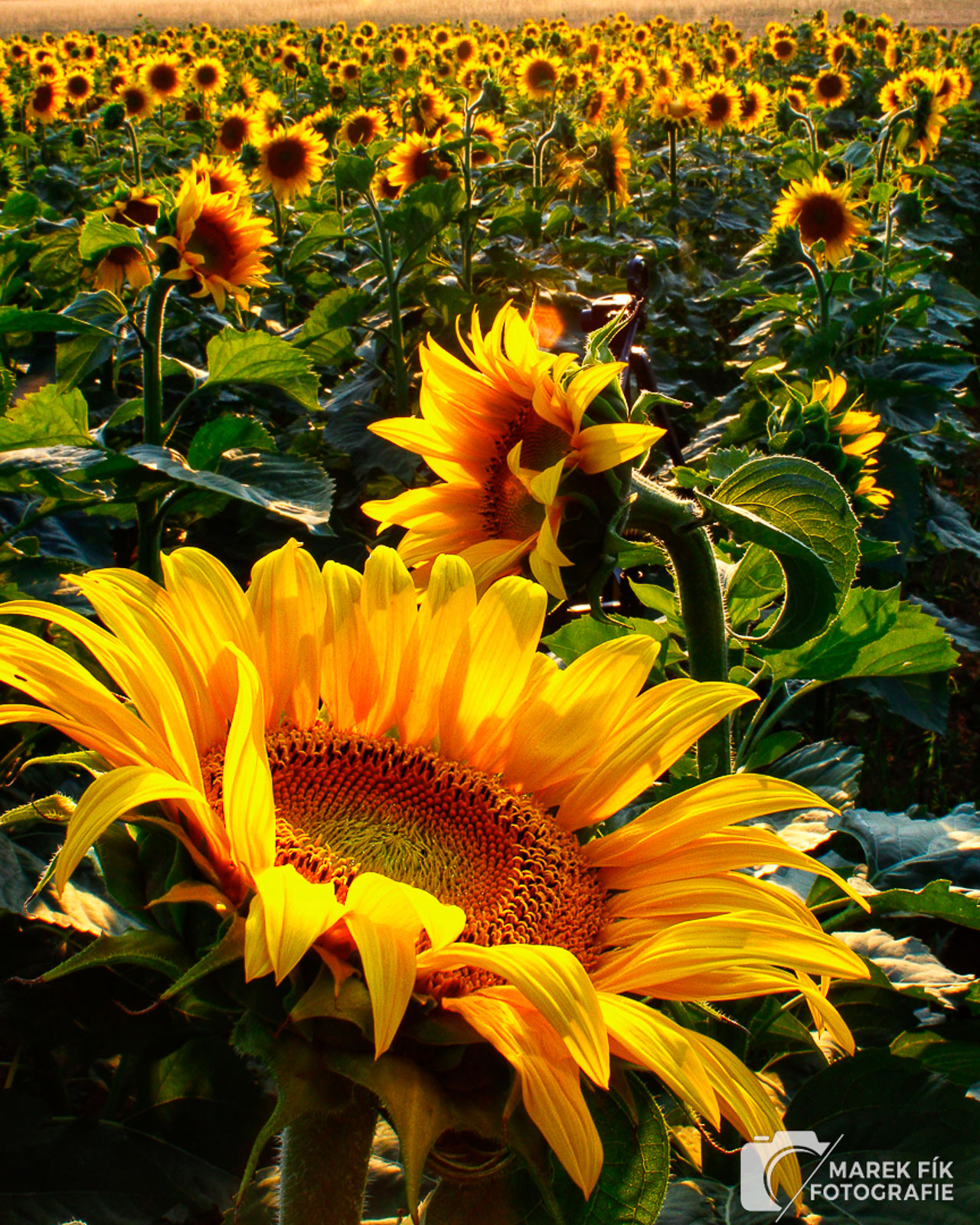 Umělecká fotografie přírody a krajiny se slunečnicovým polem - Marek Fík Fotografie