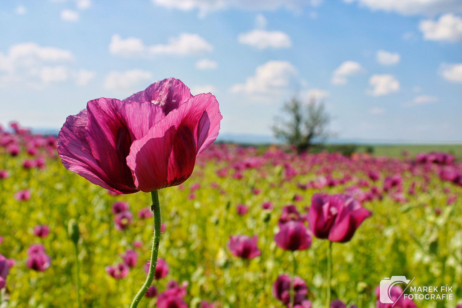 Fotografie přírody - vlčí mák