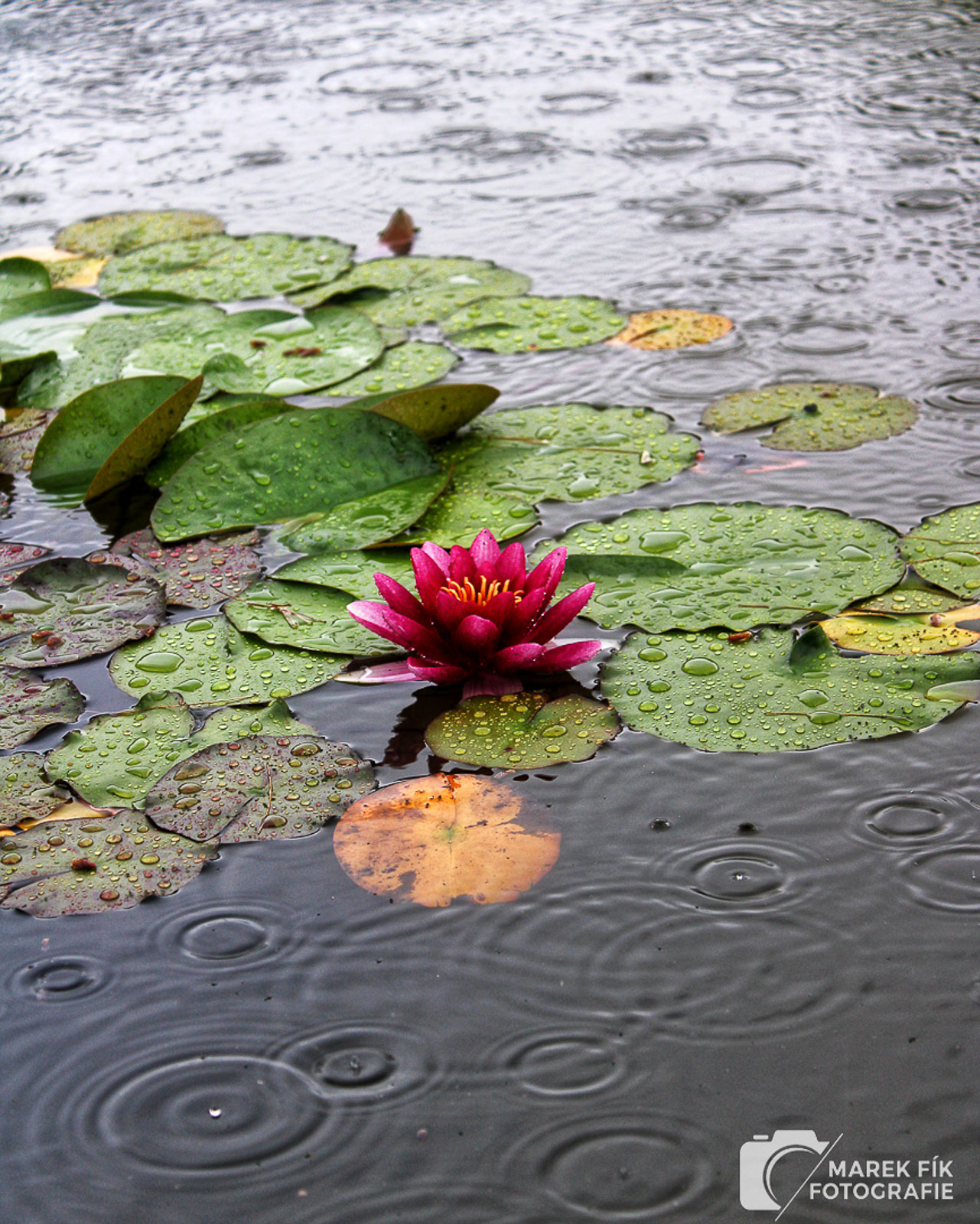 leknín - zámek Buchlovice - Marek Fík