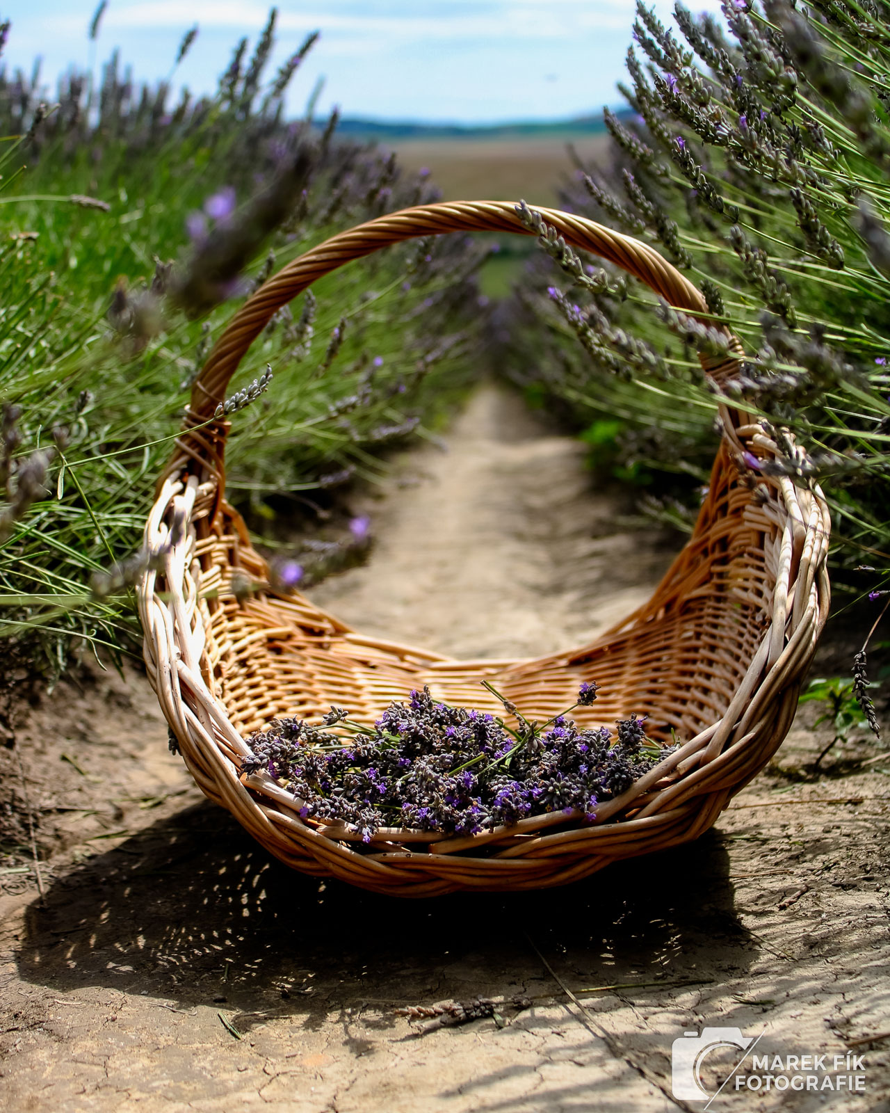 Detail krajiny a levandulové pole Starovičky - Marek Fík Fotografie